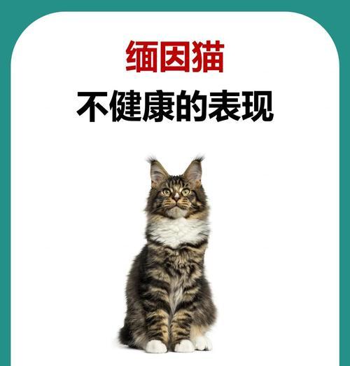 缅因猫不爱吃猫粮且体重过轻应如何解决？
