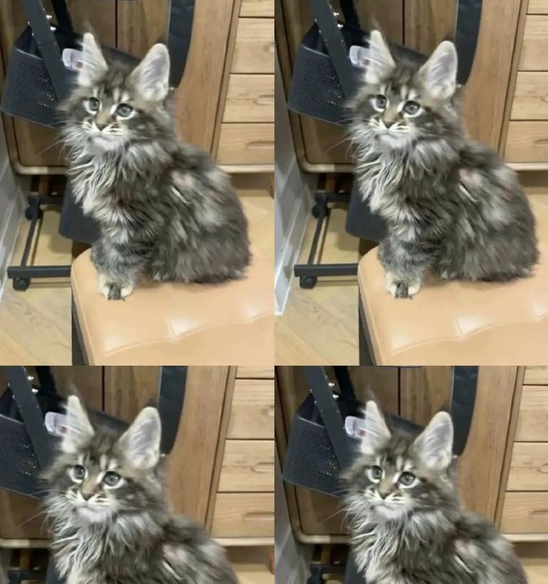 缅因猫不爱吃猫粮且体重过轻应如何解决？