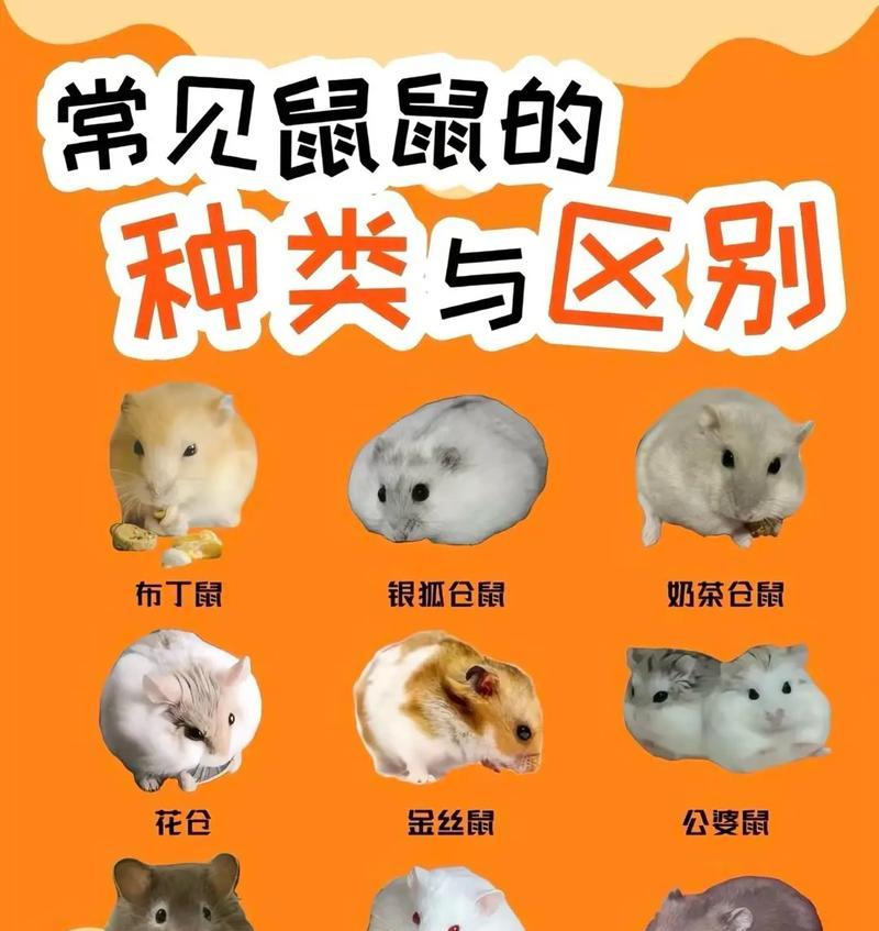 鼠粮和猫粮外观相似是怎么回事？两者有何不同？