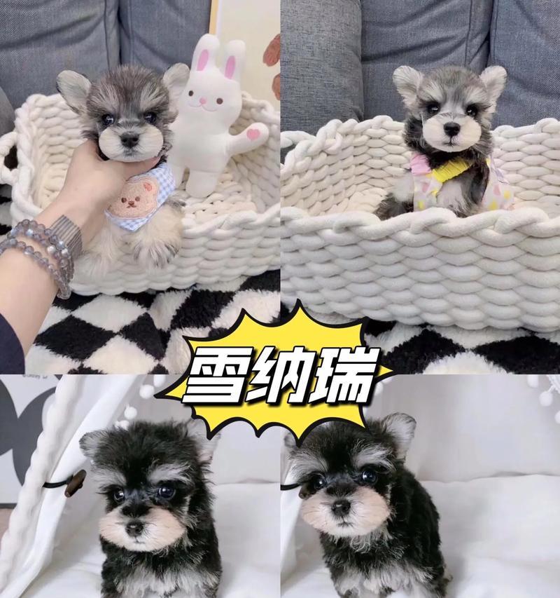 纯黑雪纳瑞的价格是多少？