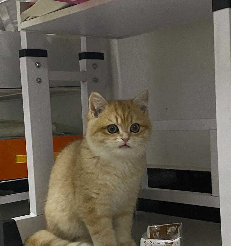 虎斑幼猫拒绝进食猫粮的原因是什么？如何鼓励它们进食？