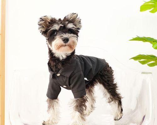 雪纳瑞20斤狗狗衣服多少钱？购买狗狗衣服需要注意哪些问题？