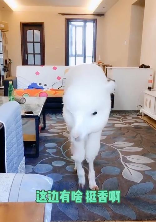 羊驼拖鞋无后跟怎么办啊？猫咪为什么要打翻猫粮弄翻水？