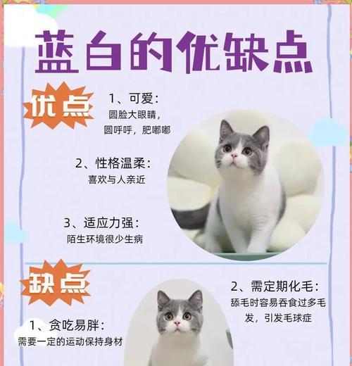 幼猫蓝猫的营养需求如何满足？