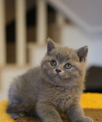 幼猫蓝猫的营养需求如何满足？
