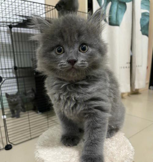 幼猫蓝猫的营养需求如何满足？
