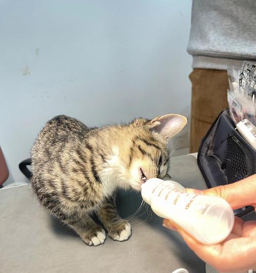 幼猫只吃奶不吃猫粮的原因是什么？