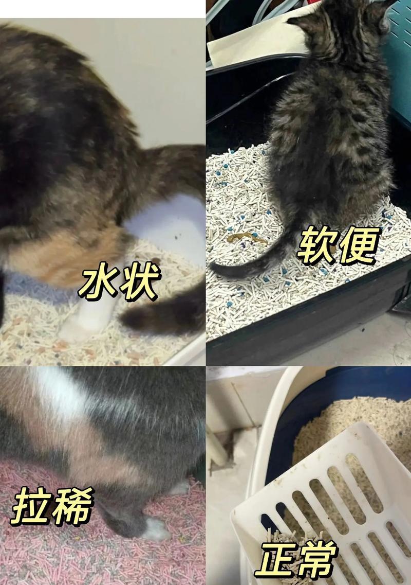 猫吃猫粮又吃饭拉肚子怎么办？如何处理猫咪肠胃不适？