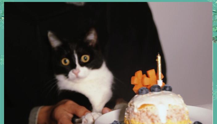 猫粮猫条做蛋糕的正确步骤是什么？