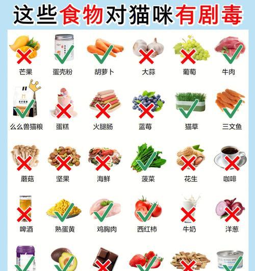 猫咪只吃猫粮是否足够？还需要补充哪些食物？