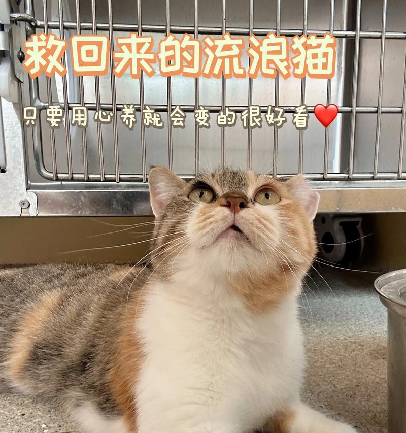流浪三花猫为什么拒绝吃猫粮？如何吸引流浪猫吃猫粮？