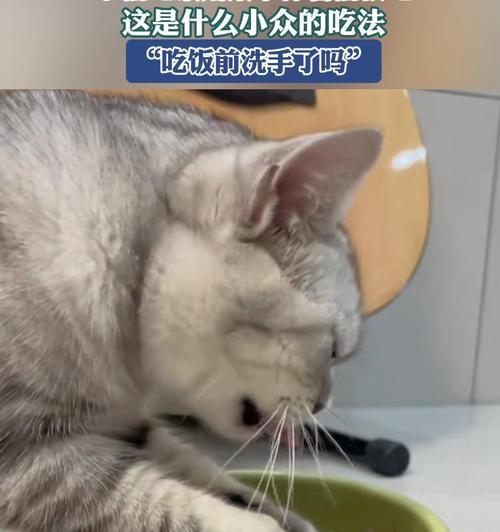猫咪用爪子吃猫粮是否合适？