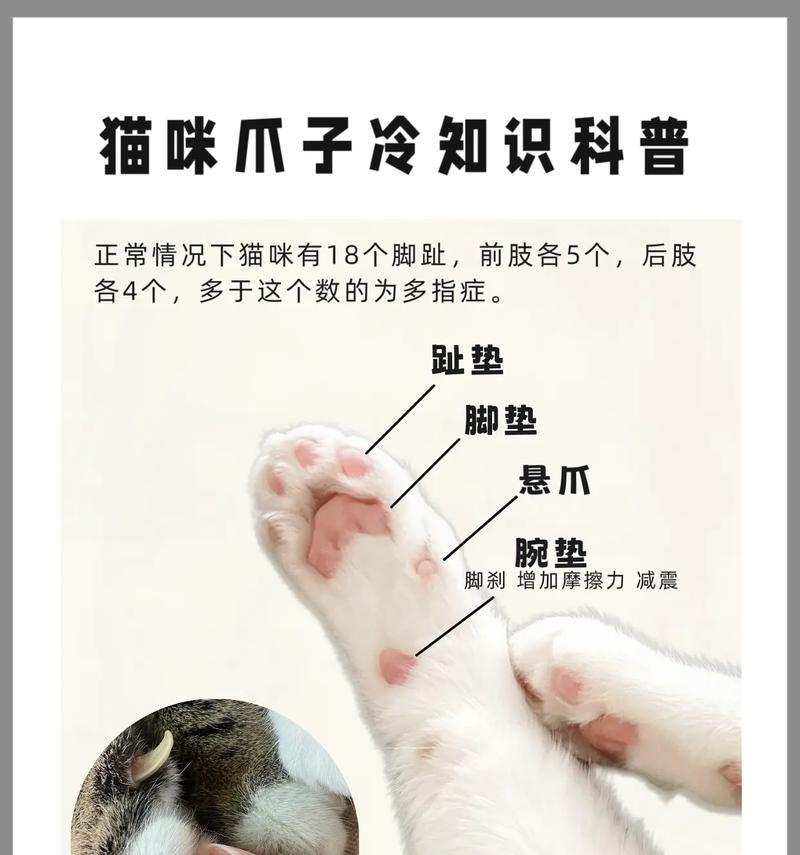 猫咪用爪子吃猫粮是否合适？