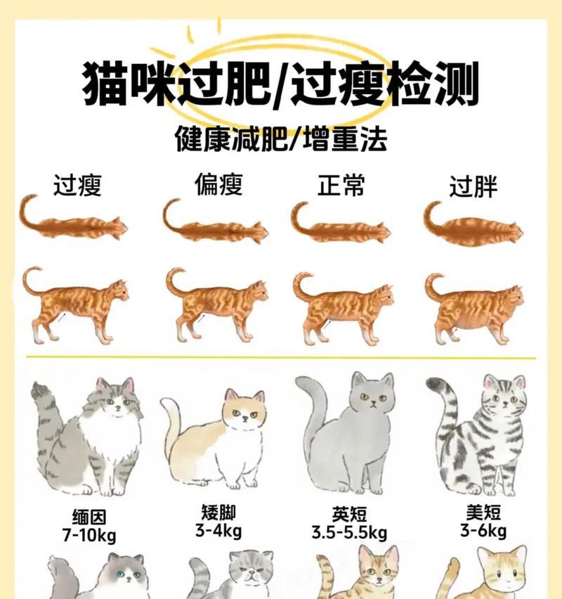 怎么感觉猫吃猫粮越吃越瘦？猫粮营养不足的表现有哪些？