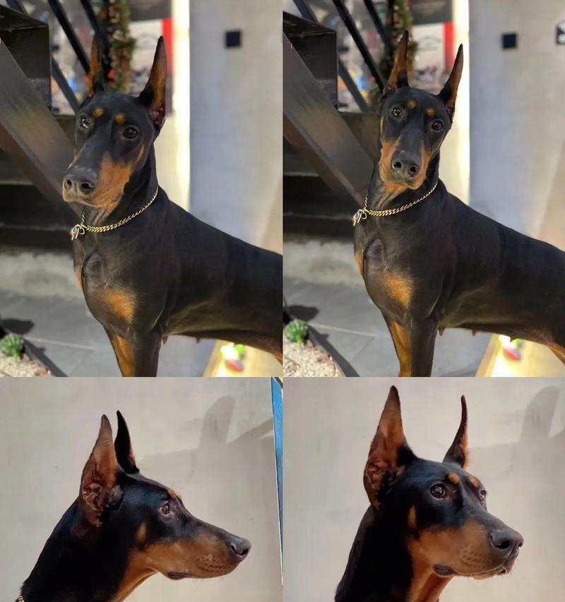 杜宾犬成年应该吃什么狗粮？如何选择合适的狗粮？