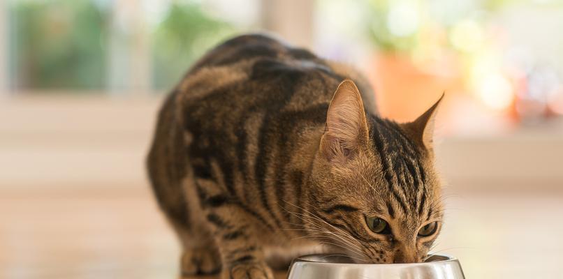猫粮在碗里的声音是什么？这是否正常？