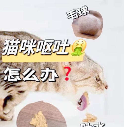 猫粮闻了想吐怎么回事？猫粮变质的迹象有哪些？