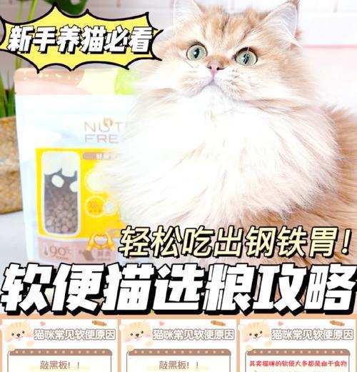 软便猫咪的猫粮选择和喂食建议是什么？