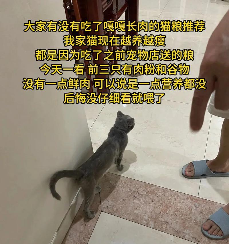 鲜肉猫粮的正确喂食方式是什么？