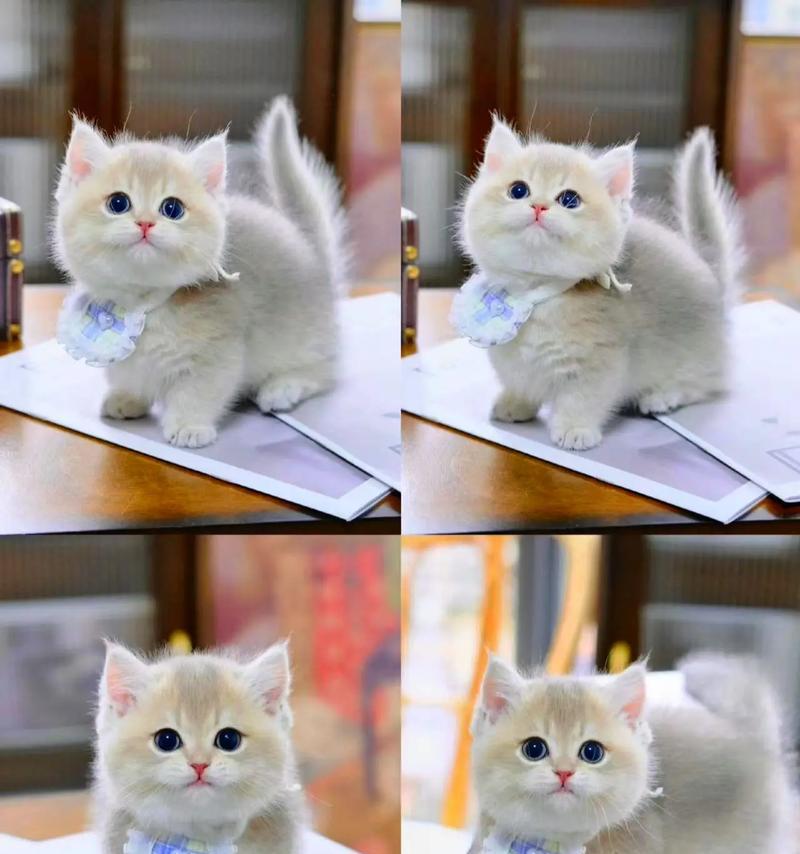 蓝金渐层幼猫的猫粮选择建议？