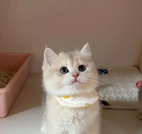 蓝金渐层幼猫的猫粮选择建议？