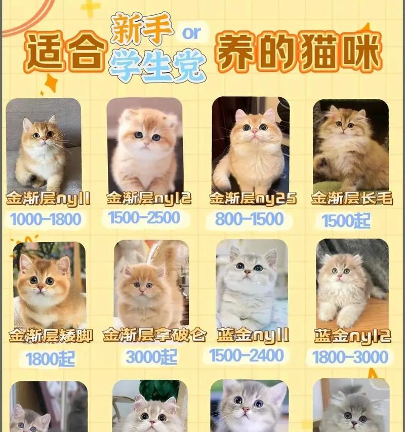 蓝金渐层幼猫的猫粮选择建议？
