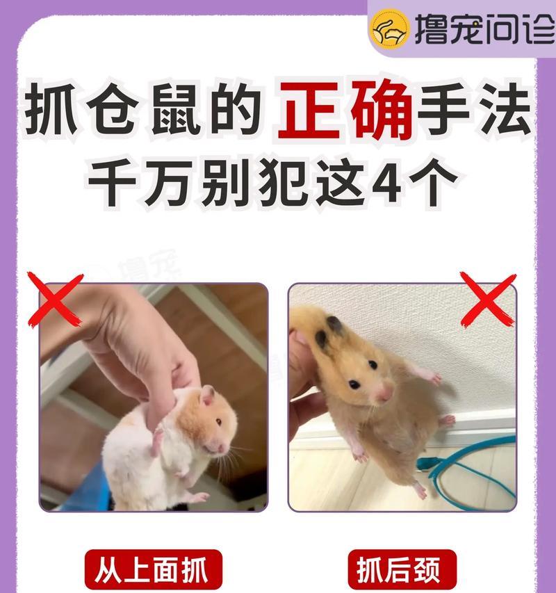 家猫误食仓鼠粮如何处理？有哪些紧急措施？