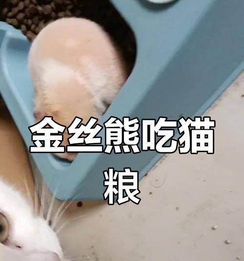 家猫误食仓鼠粮如何处理？有哪些紧急措施？