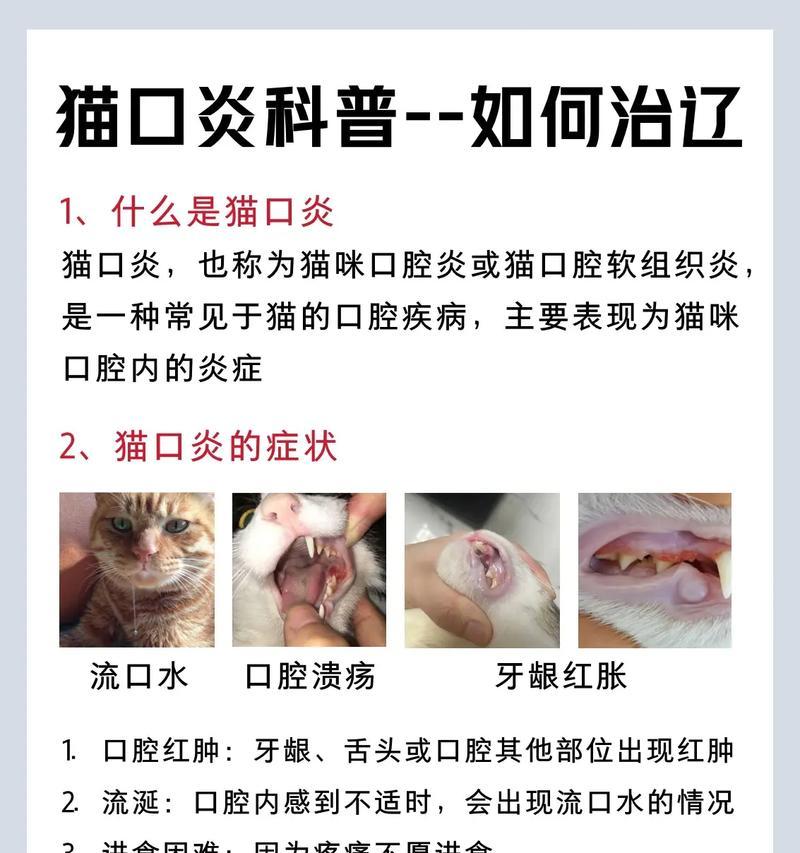 猫咪吃猫粮嘴巴疼应如何处理？需要服用什么药物？