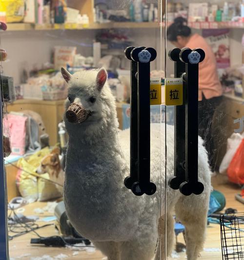 羊驼打喷嚏是正常现象吗？流眼泪是否意味着健康问题？