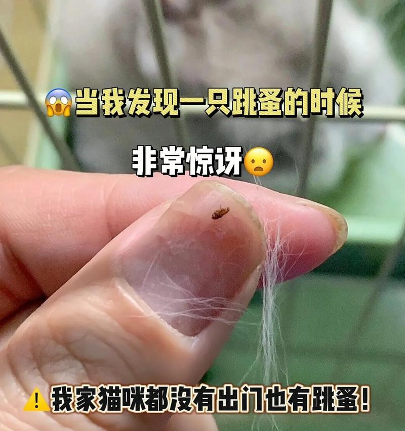 猫粮中的跳蚤如何彻底清除？有效预防方法有哪些？