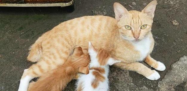 母猫生育期间应该喂什么猫粮？如何正确喂食？