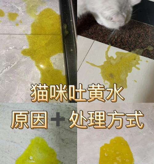 猫咪吐黄水有泡沫不吃猫粮？如何解决猫咪的消化问题？