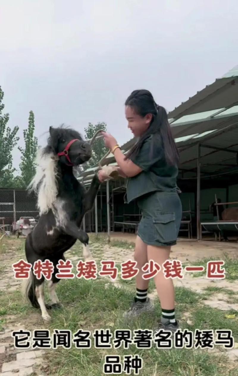 养羊驼矮马的姑娘名字是什么？