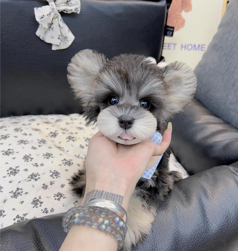 小型雪纳瑞犬价格是多少？购买时应注意什么？