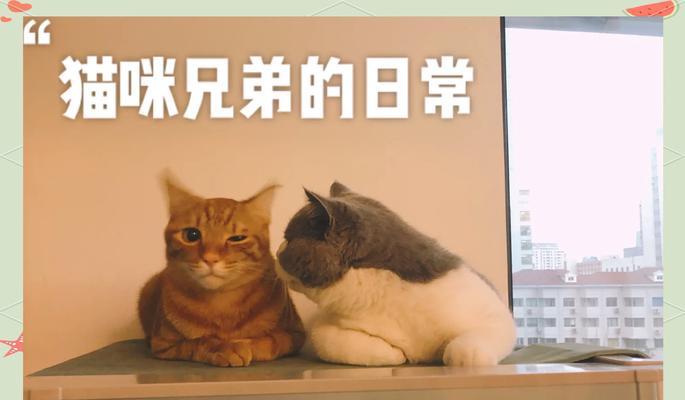 两只猫吵架时如何巧妙骗它们吃猫粮？有哪些有效方法？