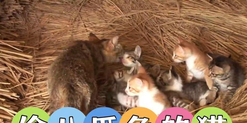 两只猫吵架时如何巧妙骗它们吃猫粮？有哪些有效方法？