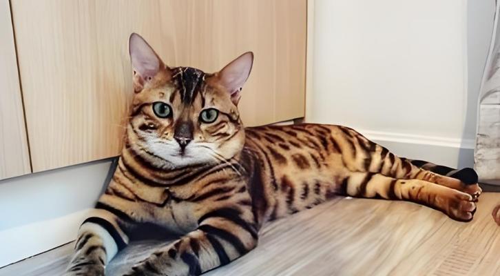 虎斑猫只喝粥不吃猫粮该如何处理？