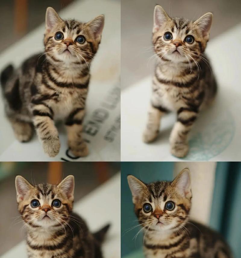 虎斑猫只喝粥不吃猫粮该如何处理？