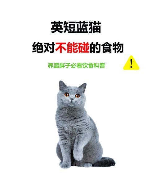 蓝猫是否必须吃猫粮？选择猫粮有哪些注意事项？