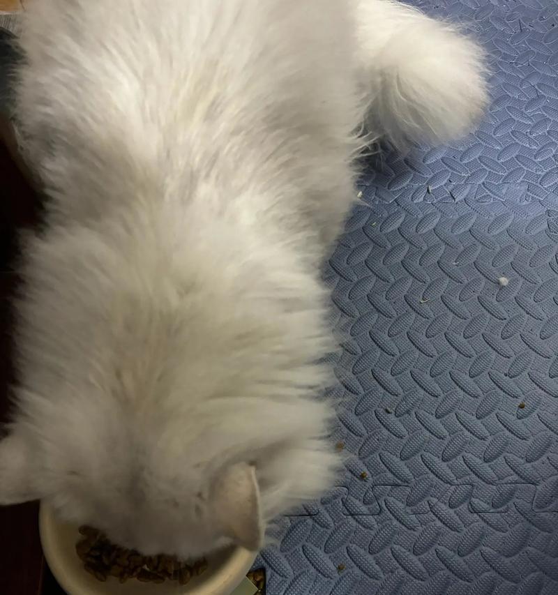小猫吃干净猫粮会有何反应？
