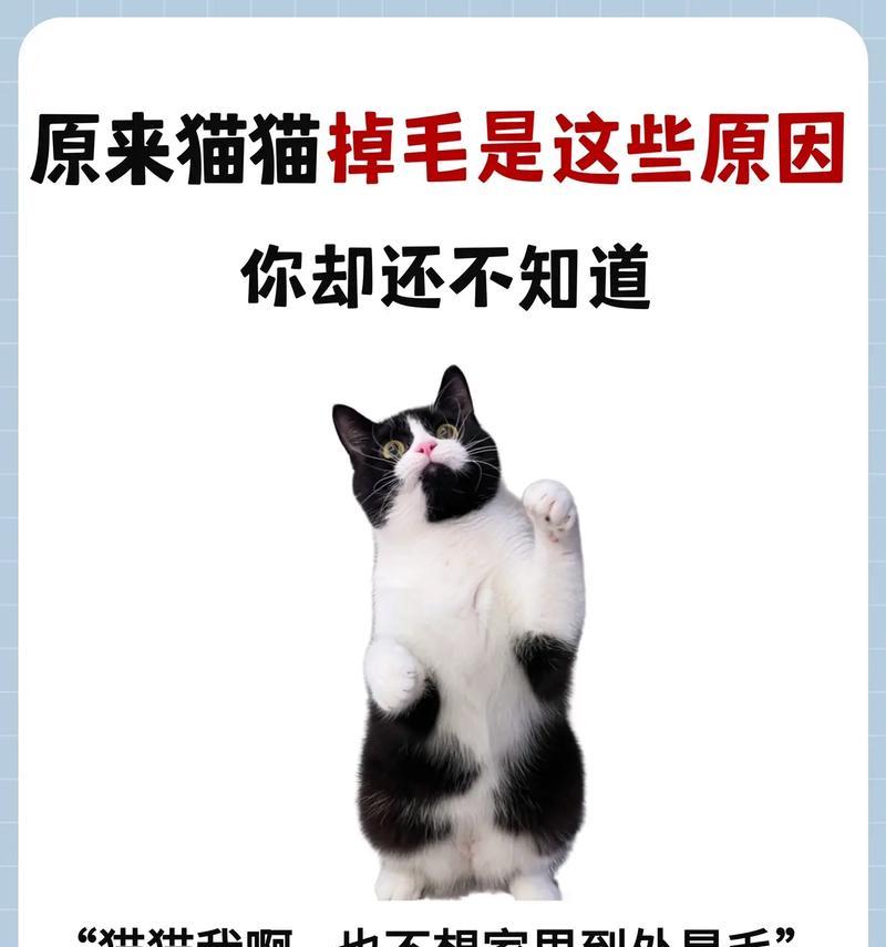猫咪吃猫粮过多会导致掉毛吗？掉毛的原因有哪些？
