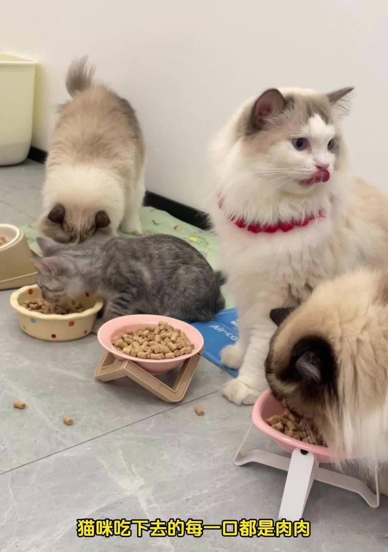碎嘴子配猫粮好吗？碎嘴子和猫粮搭配的正确方法是什么？