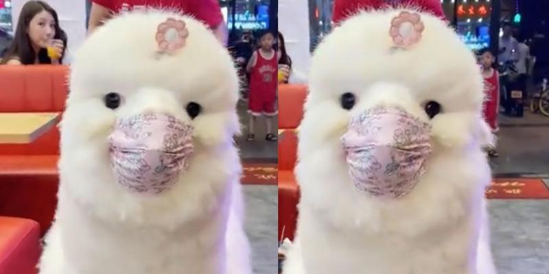 羊驼戴口罩是出于什么目的？