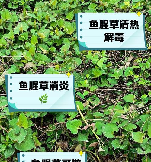 鱼腥草和茯苓能一起吃吗？孕妇食用安全吗？