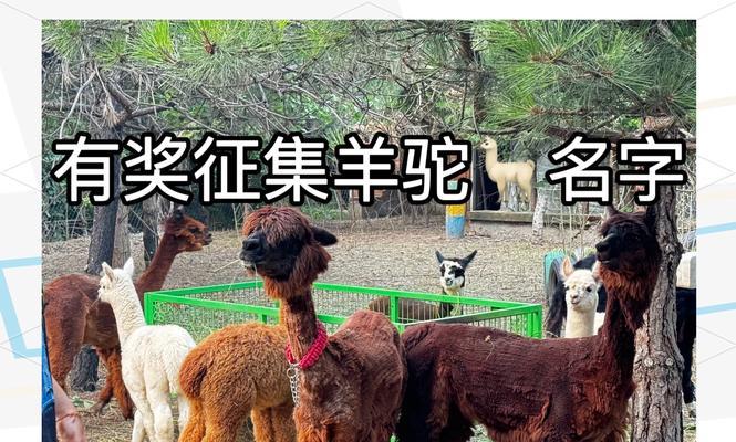 羊驼怎么起名子好听？有哪些创意和好听的名字推荐？