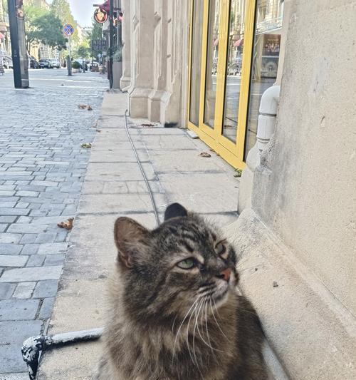 给屁屁猫配粮需要注意什么？配粮后猫咪的反应会如何？