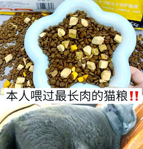 没有猫粮和肉猫咪该如何喂养？