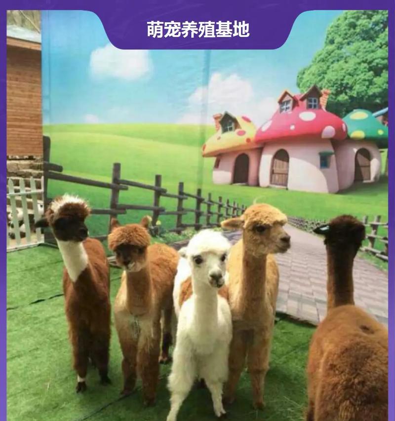 格子羊驼宠物的正确饲养方法是什么？需要注意哪些问题？