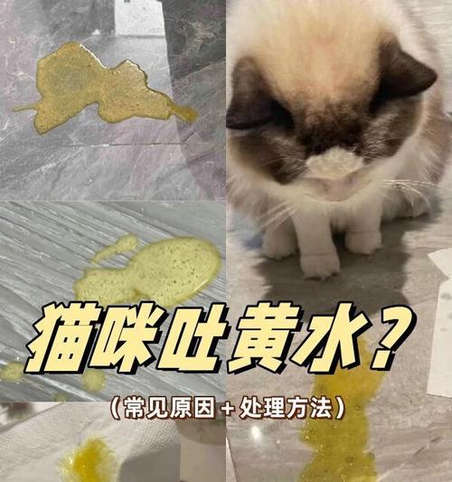 猫吐黄水是为什么？如何处理？